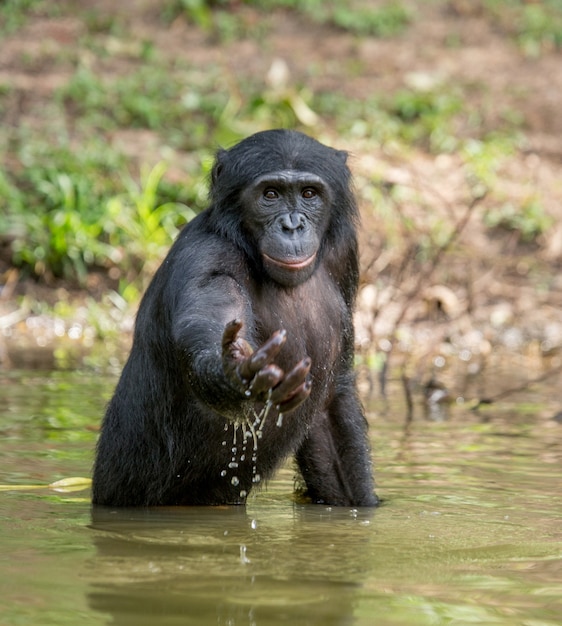 Portrait of a Bonobo in nature