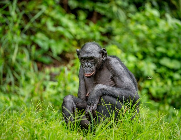 Ritratto di un bonobo in natura