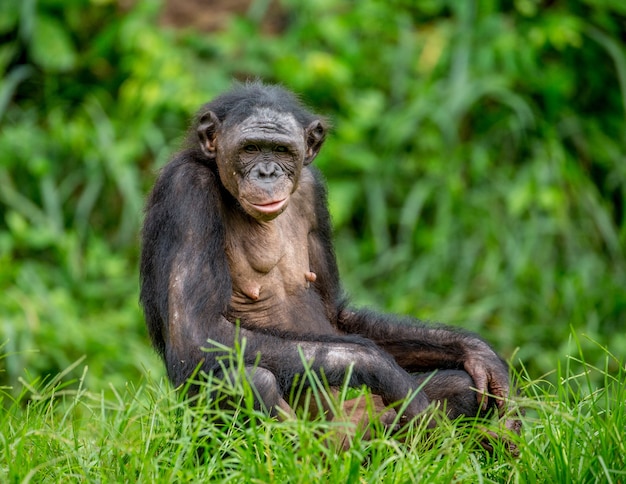 Портрет бонобо на природе