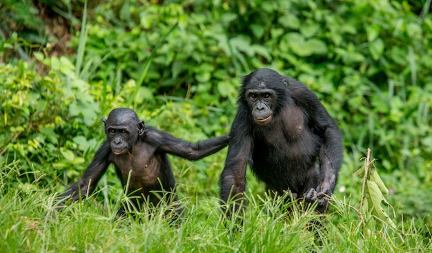 Portrait of a bonobo in nature