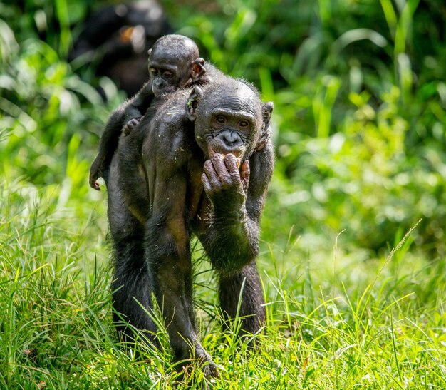 Portrait of a bonobo in nature