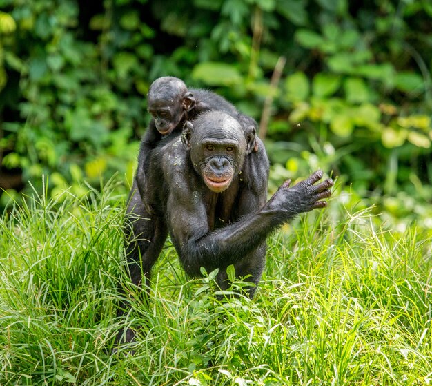 Ritratto di un bonobo in natura