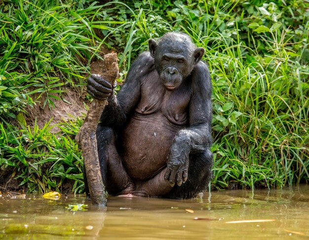 Portrait of a bonobo in nature