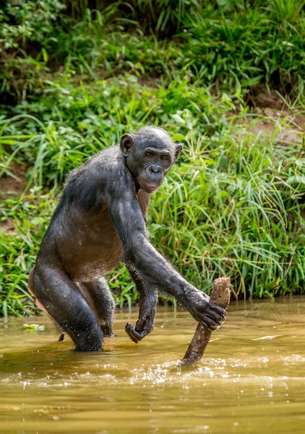 Portrait of a bonobo in nature