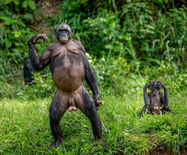 Portrait of a bonobo in nature