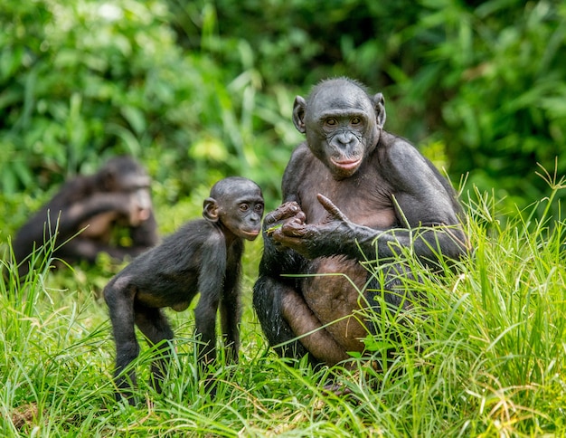 Portrait of a bonobo in nature