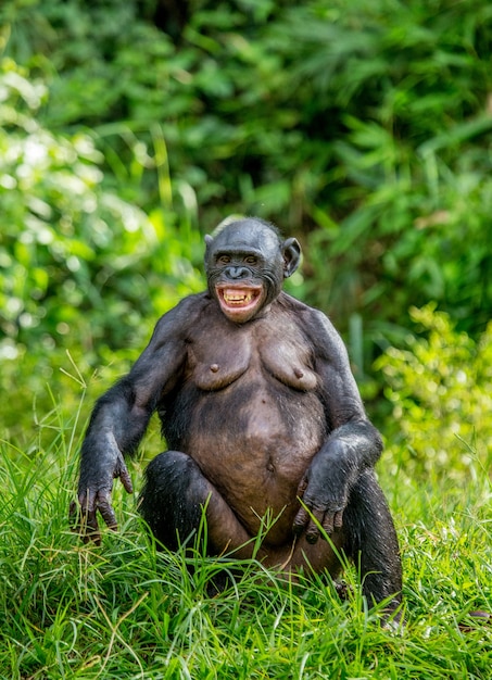 Portrait of a bonobo in nature