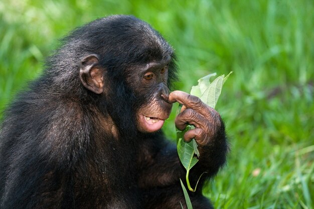 Portrait of bonobos. Close-up. Democratic Republic of Congo. Lola Ya Bonobo National Park.