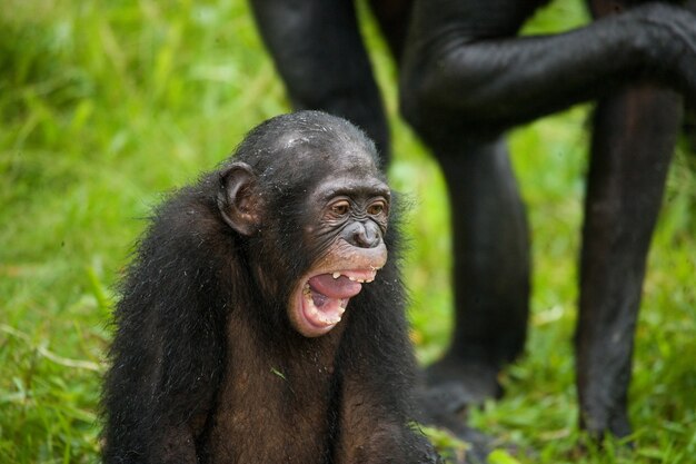 Ritratto di bonobo. avvicinamento. repubblica democratica del congo. parco nazionale di lola ya bonobo.