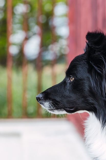 Portrait of a border collie dog in profile