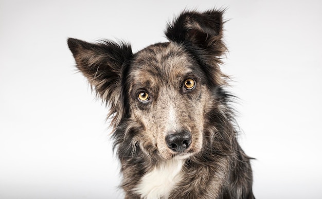 Photo portrait of a border collie isolated on a white background