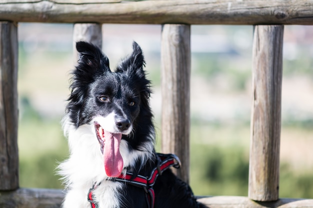 Portrait of a border collie puppy on a wooden gazebo fence