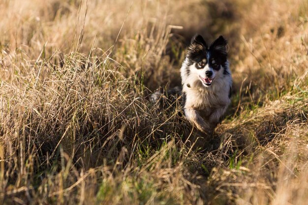 Photo portrait of border collie running on field