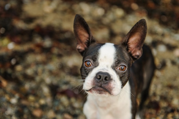 Photo portrait of boston terrier on field