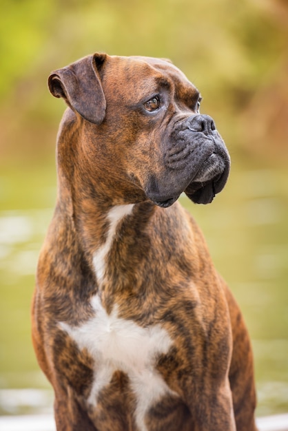 Portrait of a boxer dog sitting near a river