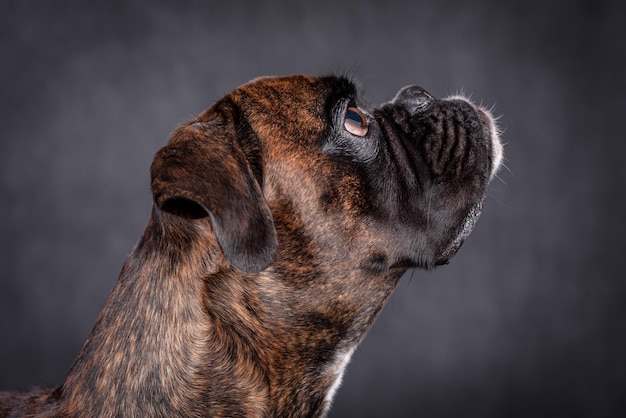 portrait of the boxer dog