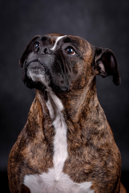 portrait of the boxer dog