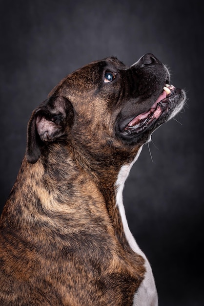 portrait of the boxer dog