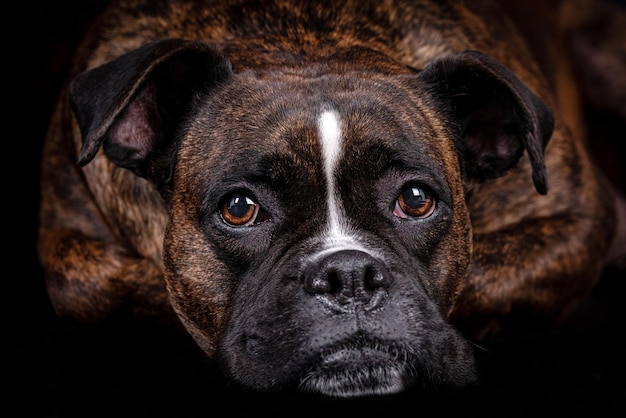 portrait of the boxer dog