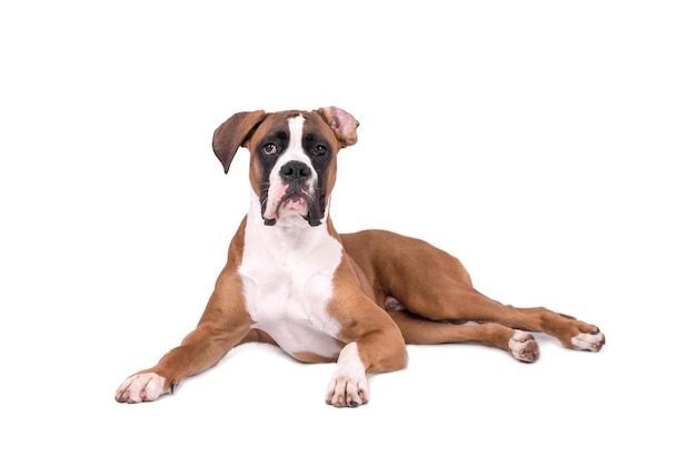 portrait of the boxer dog