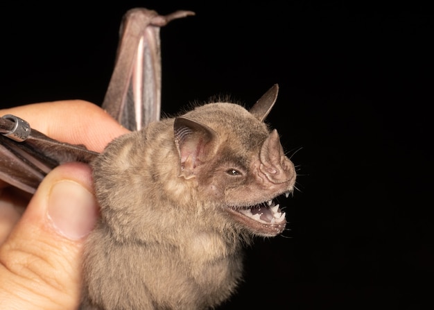 Portrait of Brazilian bat, Fringed Fruit-eating Bat is a species from South America