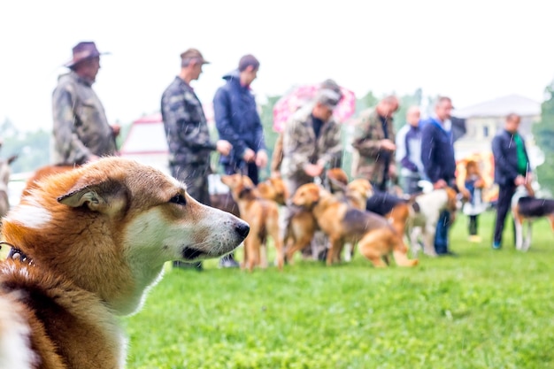 Portrait of a breeder dog at an exhibition of hunting dogs in rainy weather