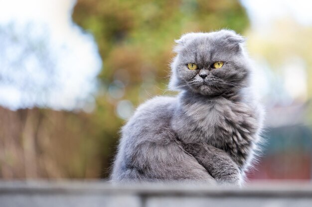 Portrait of a British fold gray cat