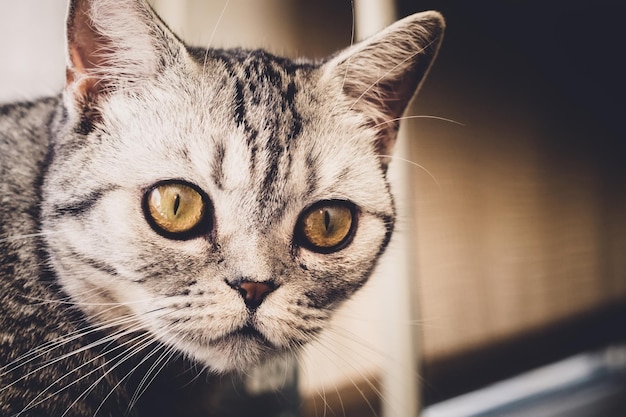 Portrait of British grey cat