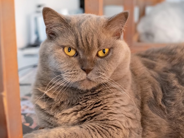 Portrait of British lilac cat with yellow eyes