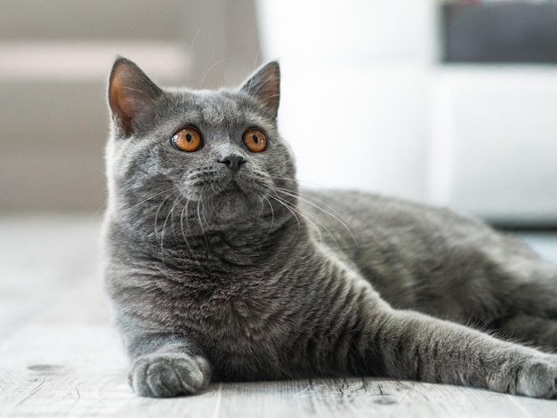 portrait of a british shorthair