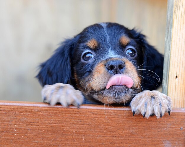 Photo portrait of brittany spaniel puppy - epagneul breton