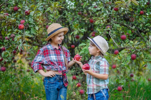 Portrait of a brother and sister in the garden with red apples A boy and a girl are involved harvest