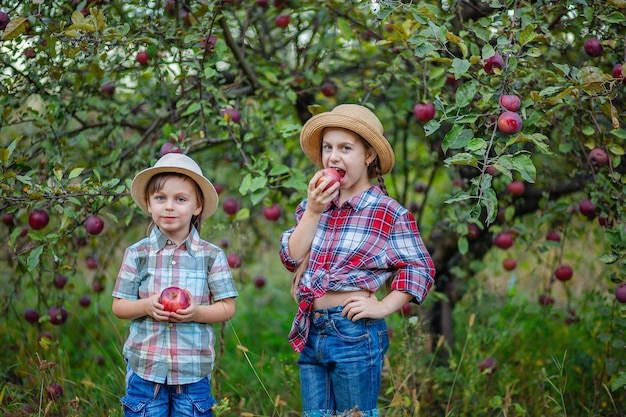 빨간 사과가 있는 정원에 있는 형제 자매의 초상화 소년과 소녀는 수확에 참여하고 있습니다