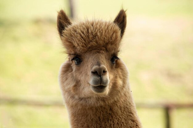 Portrait of brown alpaca Stock Photo