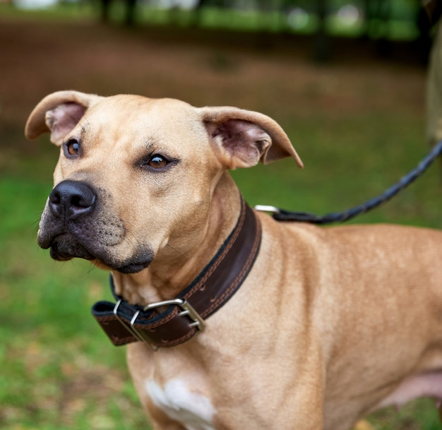 Portrait brown American pit bull terrier 