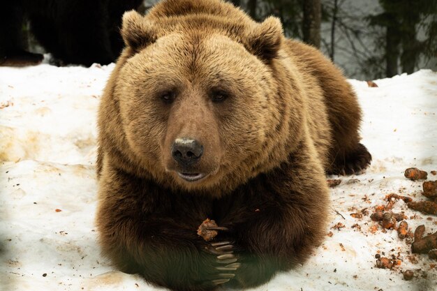 Foto orso bruno ritratto nella foresta da vicino. scena della fauna selvatica.