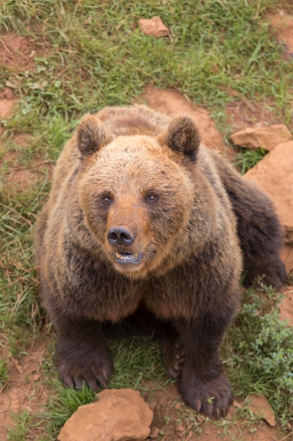 Portrait of a brown bear on the grass