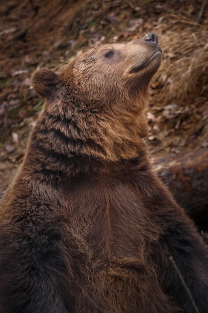 Portrait of Brown bear