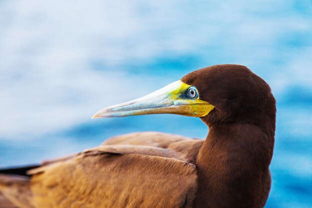 Photo portrait of a brown booby bird sula leucogaster sitting on a ship in the ocean closeup