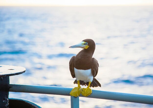 Portrait of a brown booby bird Sula leucogaster sitting on a ship in the ocean closeup