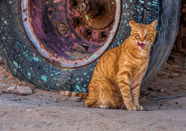 Портрет коричневой кошки на колесе