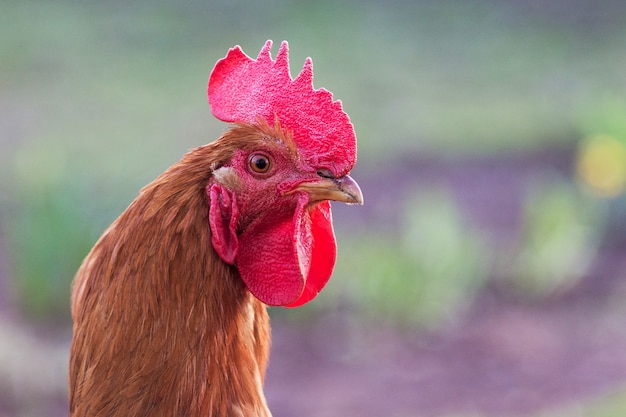 Portrait of a brown cock close-up in profile. Poultry