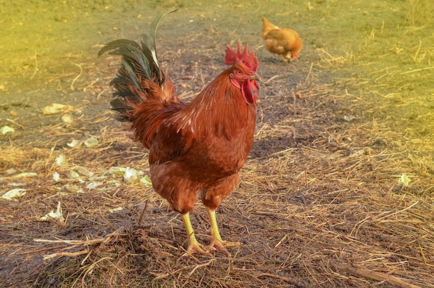 Portrait of a brown cock on farm yard Brown cock outdoor