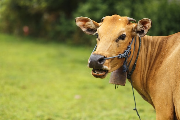 Portrait brown color cow grazing in a meadow.