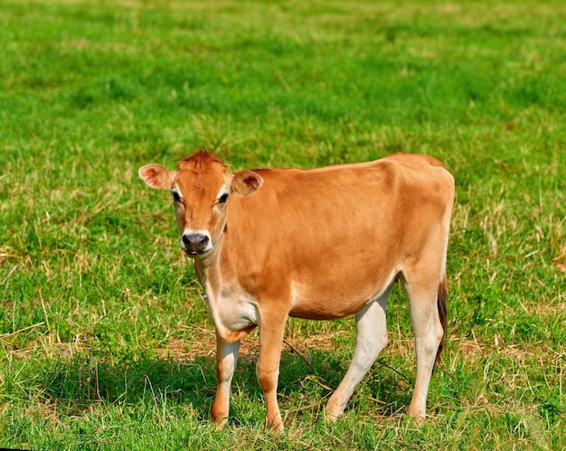 Photo portrait of a brown cow grazing on green farmland in the countryside cattle or livestock standing on an open empty and secluded grassy field or meadow animal in its natural environment in nature