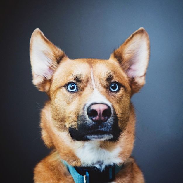 Photo portrait of brown dog against gray background