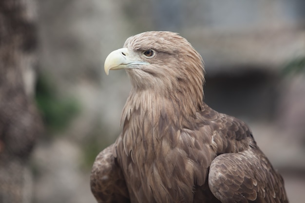 Portrait of an brown eagle