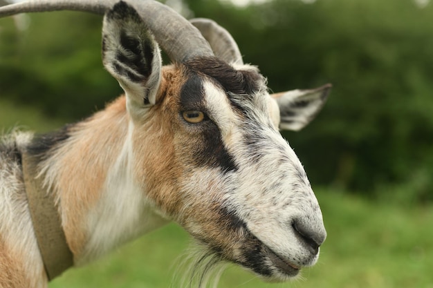 Portrait of a brown goat in a farm