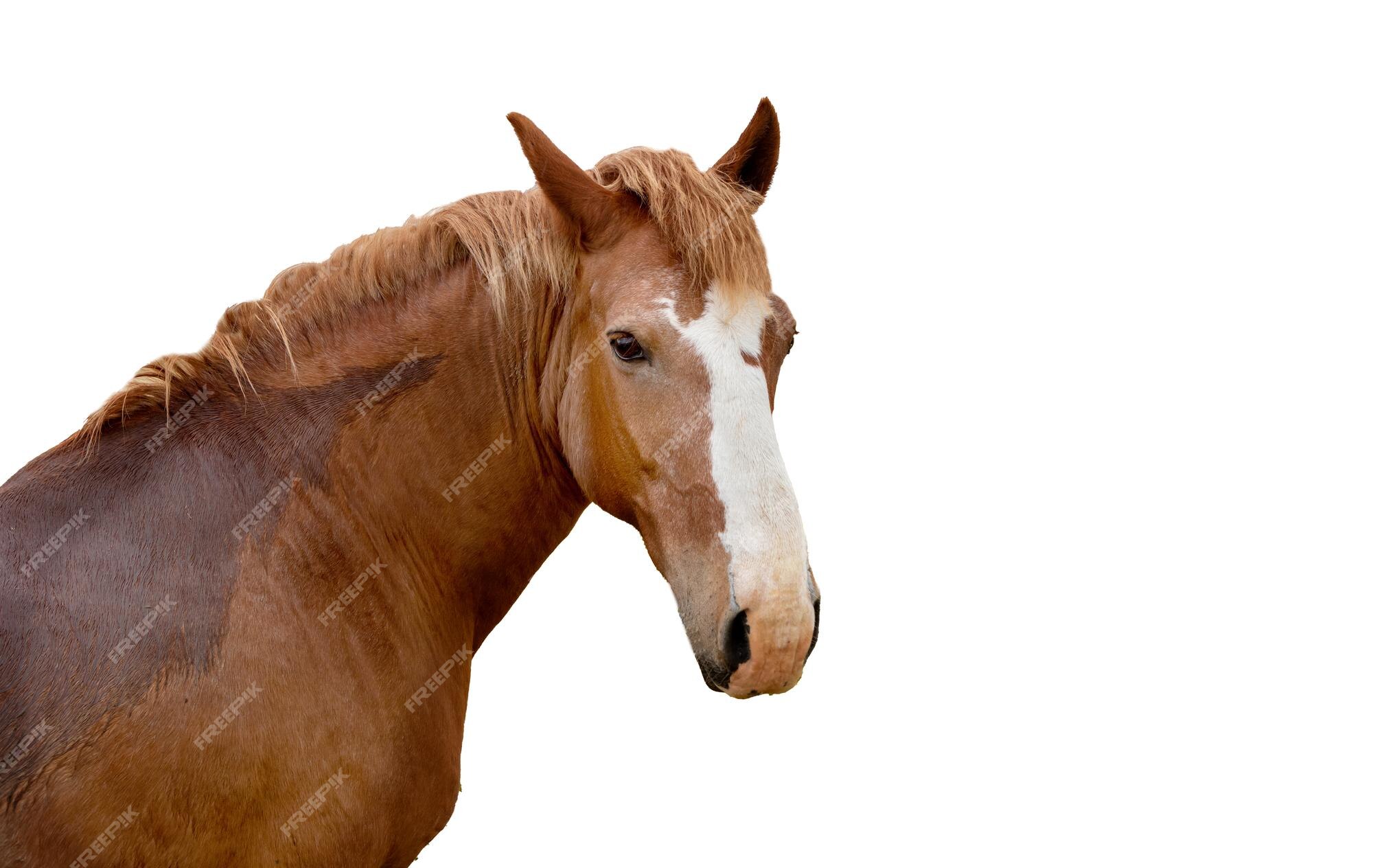 Page 27 | Horses eyes Images | Free Vectors, Stock Photos & PSD