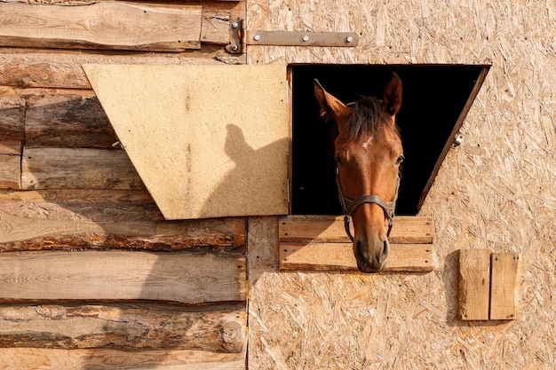 Portrait of a brown horse looking out of a stall window